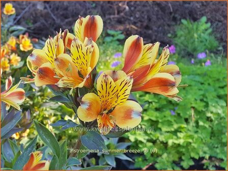 Alstroemeria &#039;Summer Breeze&#039; | Incalelie, Peruviaanse lelie | Inkalilie