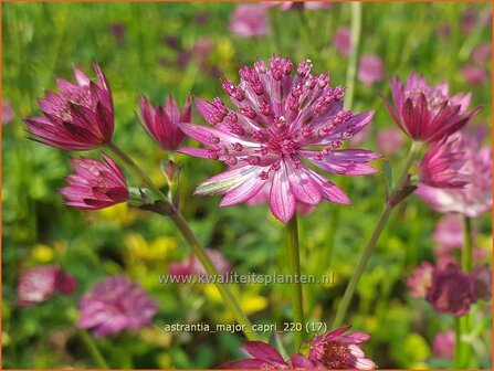 Astrantia major &#039;Capri&#039; | Zeeuws knoopje, Groot sterrenscherm | Gro&szlig;e Sterndolde