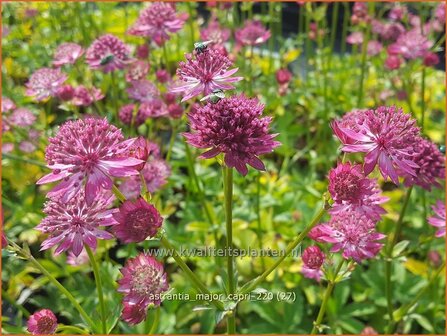Astrantia major &#039;Capri&#039; | Zeeuws knoopje, Groot sterrenscherm | Gro&szlig;e Sterndolde