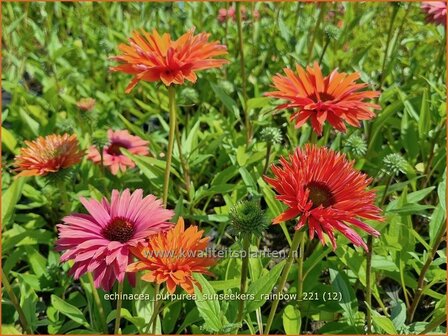 Echinacea purpurea &#039;Sunseekers Rainbow&#039; | Rode zonnehoed, Zonnehoed | Roter Sonnenhut