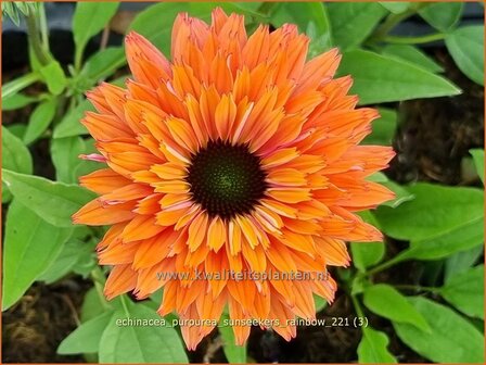 Echinacea purpurea &#039;Sunseekers Rainbow&#039; | Rode zonnehoed, Zonnehoed | Roter Sonnenhut
