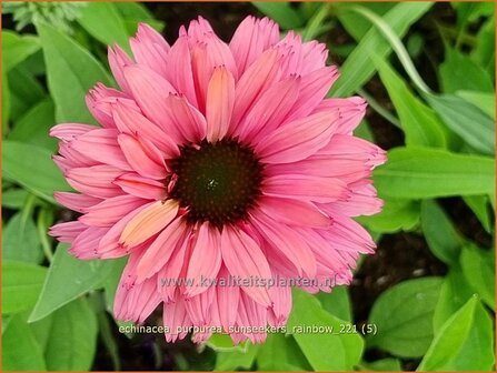 Echinacea purpurea &#039;Sunseekers Rainbow&#039; | Rode zonnehoed, Zonnehoed | Roter Sonnenhut
