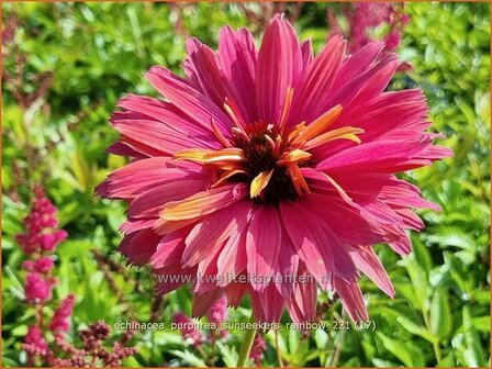 Echinacea purpurea &#039;Sunseekers Rainbow&#039; | Rode zonnehoed, Zonnehoed | Roter Sonnenhut