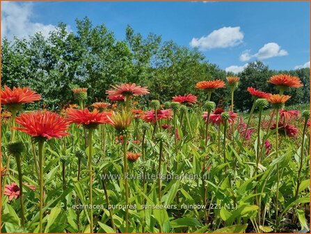 Echinacea purpurea &#039;Sunseekers Rainbow&#039; | Rode zonnehoed, Zonnehoed | Roter Sonnenhut