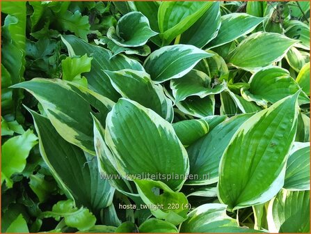 Hosta &#039;Twilight&#039; | Hosta, Hartlelie, Funkia | Funkie