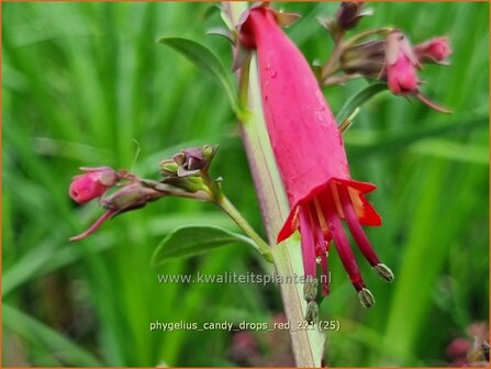 Phygelius 'Candy Drops Red' | Kaapse fuchsia | Kapfuchsie