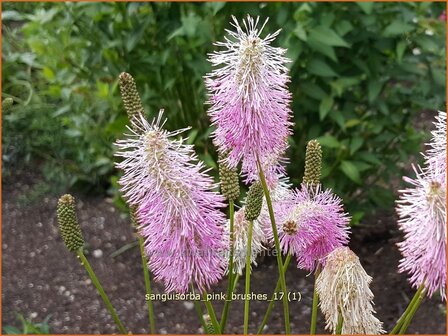 Sanguisorba &#039;Pink Brushes&#039; | Japanse pimpernel, Pimpernel, Sorbenkruid | Japanischer Wiesenknopf