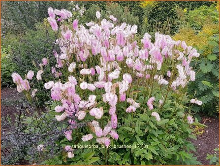 Sanguisorba &#039;Pink Brushes&#039; | Japanse pimpernel, Pimpernel, Sorbenkruid | Japanischer Wiesenknopf