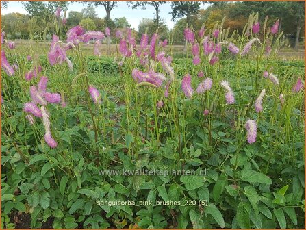 Sanguisorba &#039;Pink Brushes&#039; | Japanse pimpernel, Pimpernel, Sorbenkruid | Japanischer Wiesenknopf