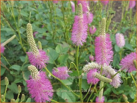 Sanguisorba &#039;Pink Brushes&#039; | Japanse pimpernel, Pimpernel, Sorbenkruid | Japanischer Wiesenknopf