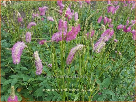 Sanguisorba &#039;Pink Brushes&#039; | Japanse pimpernel, Pimpernel, Sorbenkruid | Japanischer Wiesenknopf