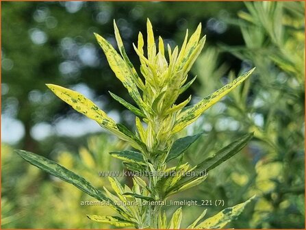 Artemisia vulgaris 'Oriental Limelight' | Bijvoet, Alsem | Gewöhnlicher Beifuß