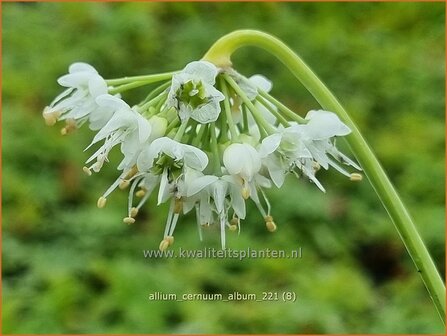 Allium cernuum 'Album' | Amerikaanse look, Sierui, Look | Nickender Lauch