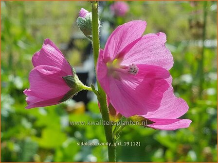 Sidalcea &#039;Candy Girl&#039; | Griekse malva, Prairiemalva | Pr&auml;riemalve