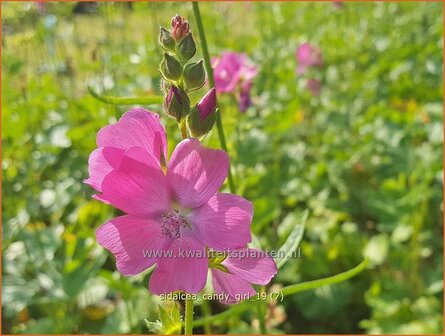 Sidalcea &#039;Candy Girl&#039; | Griekse malva, Prairiemalva | Pr&auml;riemalve