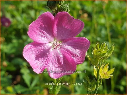 Sidalcea &#039;Candy Girl&#039; | Griekse malva, Prairiemalva | Pr&auml;riemalve