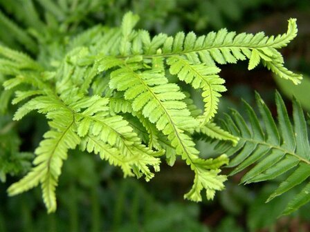 Dryopteris affinis &amp;#39;Cristata The King&amp;#39;