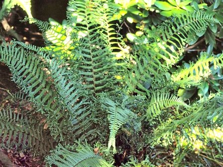 Dryopteris affinis &amp;#39;Cristata The King&amp;#39;