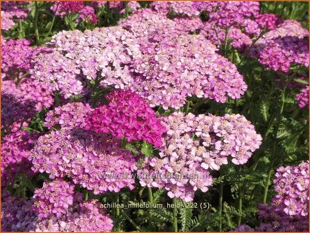 Achillea millefolium &#039;Heidi&#039; | Duizendblad | Gew&ouml;hnliche Schafgarbe | California yarrow