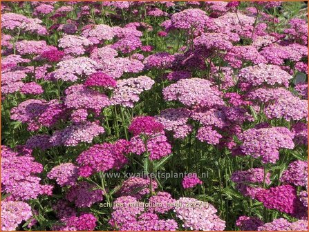 Achillea millefolium &#039;Heidi&#039; | Duizendblad | Gew&ouml;hnliche Schafgarbe | California yarrow