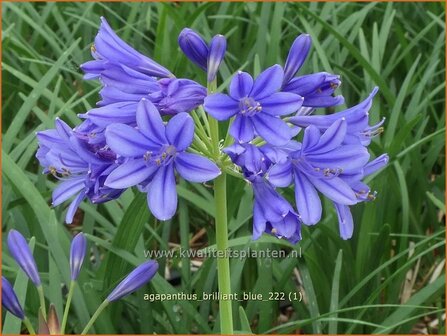 Agapanthus &#039;Brilliant Blue&#039; | Afrikaanse lelie, Kaapse lelie, Liefdesbloem | Schmucklilie | African Lily