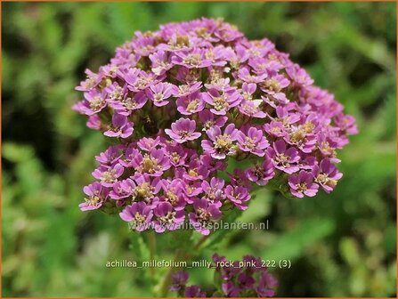 Achillea millefolium 'Milly Rock Pink' | Duizendblad | Gewöhnliche Schafgarbe | California yarrow