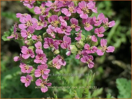 Achillea millefolium 'Milly Rock Pink' | Duizendblad | Gewöhnliche Schafgarbe | California yarrow