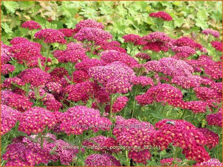 Achillea &#039;Pomegranate&#039; | Duizendblad | Garbe | Yarrow