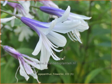 Agapanthus &#039;Fireworks&#039; | Afrikaanse lelie, Kaapse lelie, Liefdesbloem | Schmucklilie | African Lily