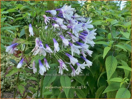 Agapanthus &#039;Fireworks&#039; | Afrikaanse lelie, Kaapse lelie, Liefdesbloem | Schmucklilie | African Lily