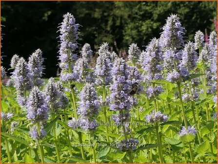 Agastache &#039;Blue Fortune&#039; | Dropplant, Anijsnetel | Duftnessel | Giant Hyssop