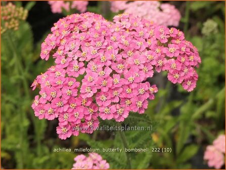 Achillea millefolium 'Butterfly Bombshell' | Duizendblad | Gewöhnliche Schafgarbe | California yarrow