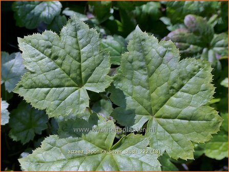 Actaea japonica &#039;Silver Blush&#039; | Zilverkaars, Oktoberkaars, Christoffelkruid | Herbst-Silberkerze | Japanese Bugb
