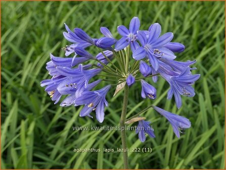 Agapanthus &#039;Lapis Lazuli&#039; | Afrikaanse lelie, Kaapse lelie, Liefdesbloem | Schmucklilie | African Lily