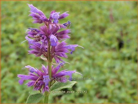 Agastache &#039;Ayala&#039; | Dropplant, Anijsnetel | Duftnessel | Giant Hyssop