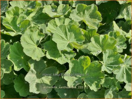 Alchemilla xanthochlora | Geelgroene vrouwenmantel, Vrouwenmantel | Gelbgr&uuml;ner Frauenmantel | Intermediate Lady&#039;s