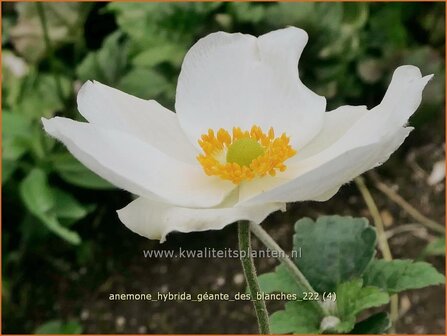 Anemone hybrida &#039;G&eacute;ante des Blanches&#039; | Herfstanemoon, Japanse anemoon, Anemoon | Herbstanemone | Japanese