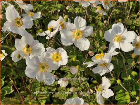 Anemone hybrida &#039;G&eacute;ante des Blanches&#039; | Herfstanemoon, Japanse anemoon, Anemoon | Herbstanemone | Japanese