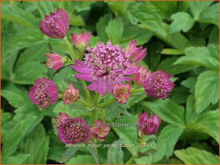 Astrantia major &#039;Cerise Button&#039; | Zeeuws knoopje, Groot sterrenscherm | Gro&szlig;e Sterndolde | Greater Masterw
