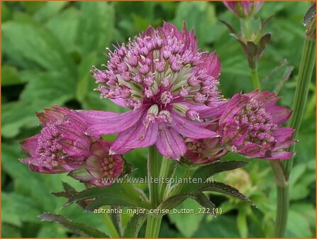 Astrantia major &#039;Cerise Button&#039; | Zeeuws knoopje, Groot sterrenscherm | Gro&szlig;e Sterndolde | Greater Masterw