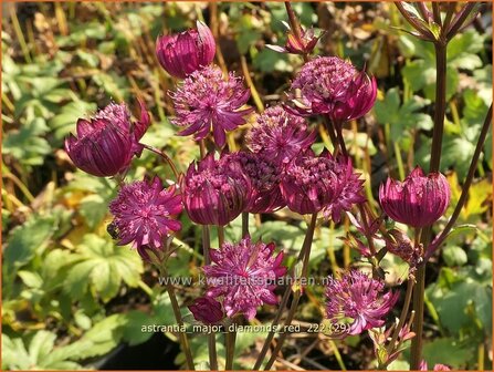 Astrantia major &#039;Diamonds Red&#039; | Zeeuws knoopje, Groot sterrenscherm | Gro&szlig;e Sterndolde | Greater Masterwo