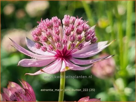 Astrantia major &#039;Pink Button&#039; | Zeeuws knoopje, Groot sterrenscherm | Gro&szlig;e Sterndolde | Greater Masterwort
