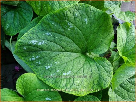 Brunnera macrophylla 'White Zebra' | Kaukasische vergeet-mij-nietje, Vast vergeet-mij-nietje | Kaukasusvergissmei