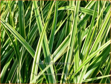 Carex oshimensis 'Goldwell' | Zegge | Buntlaubige Segge | Weeping Sedge