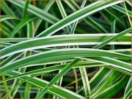 Carex &#039;White Dragon&#039; | Zegge | Segge | Sedge