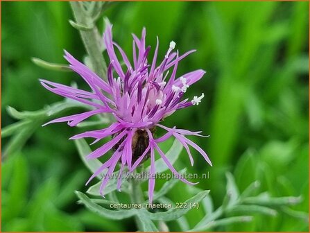 Centaurea rhaetica | Korenbloem, Centaurie | &Auml;tische Flockenblume | Rhaetian knapweed