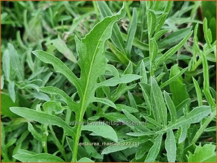 Centaurea rhaetica | Korenbloem, Centaurie | &Auml;tische Flockenblume | Rhaetian knapweed