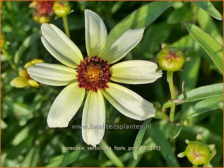 Coreopsis verticillata &#039;Fool&#039;s Gold&#039; | Meisjesogen | Quirlbl&auml;ttriges M&auml;dchenauge | Whorled Coreopsis