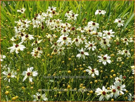 Coreopsis verticillata &#039;Fool&#039;s Gold&#039; | Meisjesogen | Quirlbl&auml;ttriges M&auml;dchenauge | Whorled Coreopsis