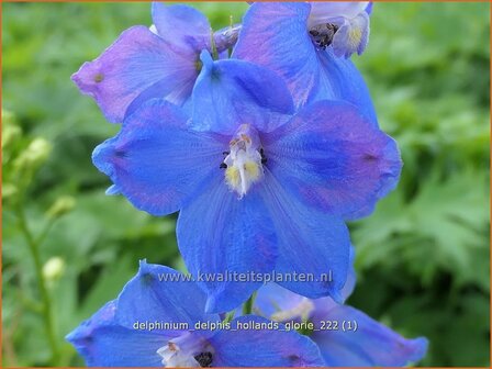 Delphinium &#039;Delphi&#039;s Hollands Glorie&#039; | Ridderspoor | Rittersporn | Larkspur